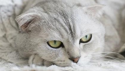 皇马晋级世俱杯4强，有人欢喜有人忧，罗德里戈转会是唯一出路